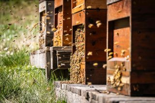 Bienen-Pate